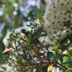 Acanthorhynchus tenuirostris (Eastern Spinebill) at Moruya, NSW - 17 Feb 2024 by LisaH