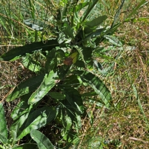 Senecio sp. at Namadgi National Park - 17 Feb 2024