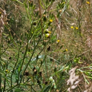 Senecio sp. at Namadgi National Park - 17 Feb 2024