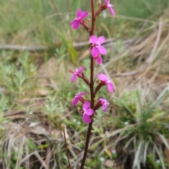 Stylidium montanum (alpine triggerplant) at Namadgi National Park - 17 Feb 2024 by BethanyDunne
