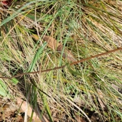 Podolepis hieracioides at Namadgi National Park - 17 Feb 2024 09:12 AM