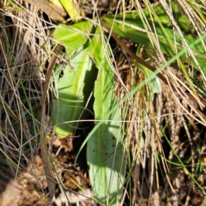 Podolepis hieracioides at Namadgi National Park - 17 Feb 2024 09:12 AM