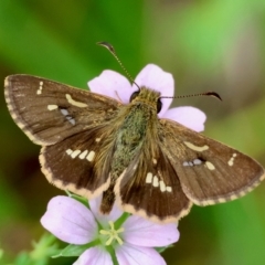 Dispar compacta (Barred Skipper) at Mongarlowe, NSW - 17 Feb 2024 by LisaH