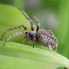 Unidentified Orb-weaving spider (several families) at Mongarlowe, NSW - 17 Feb 2024 by LisaH