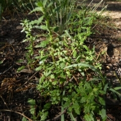 Dysphania pumilio (Small Crumbweed) at Bicentennial Park - 17 Feb 2024 by Paul4K