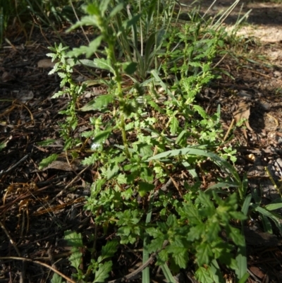 Dysphania pumilio (Small Crumbweed) at Bicentennial Park - 17 Feb 2024 by Paul4K