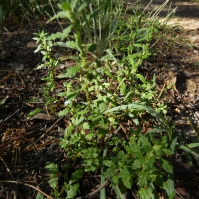 Dysphania pumilio (Small Crumbweed) at Queanbeyan West, NSW - 17 Feb 2024 by Paul4K