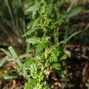 Dysphania pumilio at QPRC LGA - 18 Feb 2024