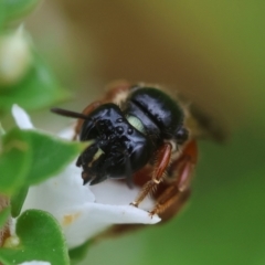 Exoneura sp. (genus) (A reed bee) at Mongarlowe, NSW - 17 Feb 2024 by LisaH