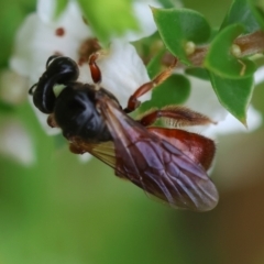 Exoneura sp. (genus) at QPRC LGA - suppressed