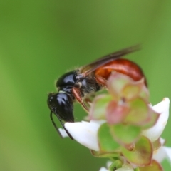 Exoneura sp. (genus) at QPRC LGA - suppressed