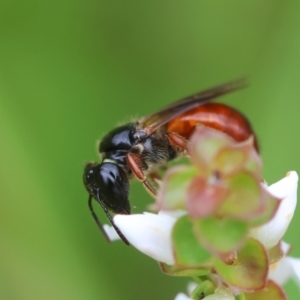 Exoneura sp. (genus) at QPRC LGA - suppressed