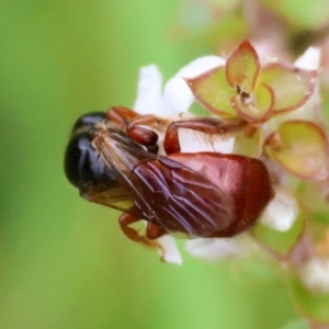 Exoneura sp. (genus) at QPRC LGA - suppressed