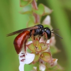 Exoneura sp. (genus) at QPRC LGA - suppressed