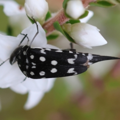 Mordella dumbrelli (Dumbrell's Pintail Beetle) at Mongarlowe River - 17 Feb 2024 by LisaH