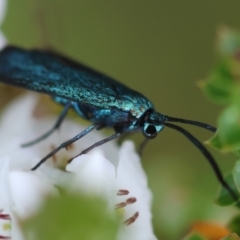 Pollanisus (genus) at QPRC LGA - suppressed