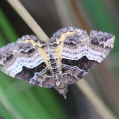 Chrysolarentia lucidulata (Lucid Carpet) at Mongarlowe, NSW - 17 Feb 2024 by LisaH