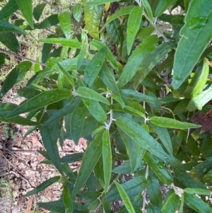 Olearia lirata at QPRC LGA - 18 Feb 2024 10:23 AM