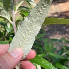 Olearia lirata at QPRC LGA - 18 Feb 2024