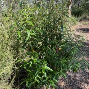 Olearia lirata at QPRC LGA - 18 Feb 2024 10:23 AM