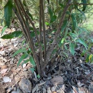 Olearia lirata at QPRC LGA - 18 Feb 2024