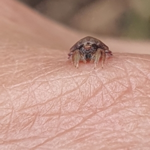 Dolophones sp. (genus) at Stirling Park (STP) - 14 Feb 2024