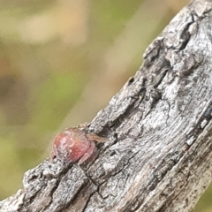 Dolophones sp. (genus) at Stirling Park (STP) - 14 Feb 2024