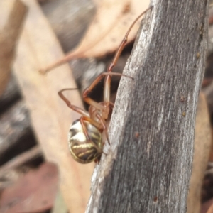 Phonognatha graeffei at Stirling Park (STP) - 14 Feb 2024