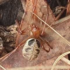 Phonognatha graeffei at Stirling Park (STP) - 14 Feb 2024