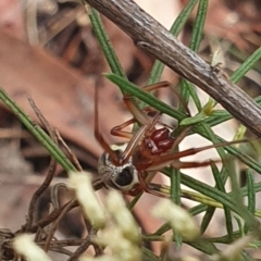 Phonognatha graeffei at Stirling Park (STP) - 14 Feb 2024