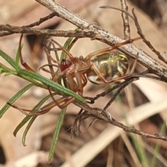 Phonognatha graeffei at Stirling Park (STP) - 14 Feb 2024