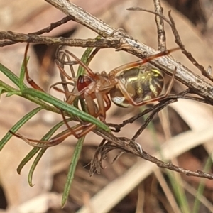 Phonognatha graeffei at Stirling Park (STP) - 14 Feb 2024