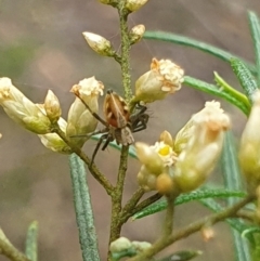 Oxyopes sp. (genus) (Lynx spider) at Yarralumla, ACT - 14 Feb 2024 by EmmaCollins