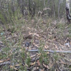 Aristida ramosa (Purple Wire Grass) at Denman Prospect 2 Estate Deferred Area (Block 12) - 17 Feb 2024 by MattM