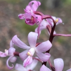 Dipodium roseum (Rosy Hyacinth Orchid) at Bendoc, VIC - 18 Feb 2024 by JimL