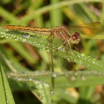 Diplacodes haematodes (Scarlet Percher) at Wingecarribee Local Government Area - 17 Feb 2024 by Curiosity