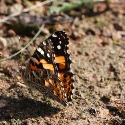 Vanessa kershawi (Australian Painted Lady) at Hall, ACT - 17 Feb 2024 by Anna123