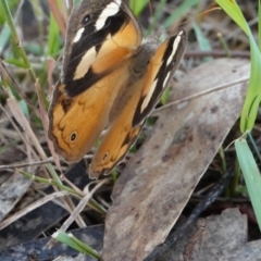 Heteronympha merope (Common Brown Butterfly) at Hall, ACT - 17 Feb 2024 by Anna123