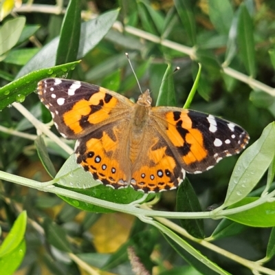 Vanessa kershawi (Australian Painted Lady) at QPRC LGA - 17 Feb 2024 by MatthewFrawley