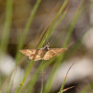 Scopula rubraria at Hall, ACT - 18 Feb 2024 10:02 AM