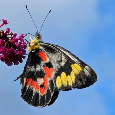 Delias harpalyce (Imperial Jezebel) at QPRC LGA - 18 Feb 2024 by MatthewFrawley