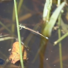 Ischnura aurora (Aurora Bluetail) at Hall, ACT - 17 Feb 2024 by Anna123