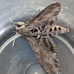 Agrius convolvuli (Convolvulus Hawk Moth) at Page, ACT - 18 Feb 2024 by CattleDog