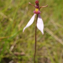 Eriochilus cucullatus (Parson's Bands) at QPRC LGA - 18 Feb 2024 by Nina