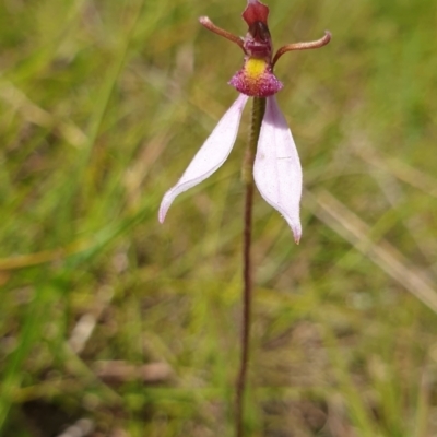 Eriochilus cucullatus (Parson's Bands) at Forbes Creek, NSW - 18 Feb 2024 by Nina