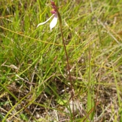 Eriochilus cucullatus at QPRC LGA - suppressed