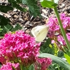 Pieris rapae (Cabbage White) at Adelaide, SA - 18 Feb 2024 by Mike