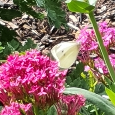 Pieris rapae (Cabbage White) at Adelaide, SA - 18 Feb 2024 by Mike
