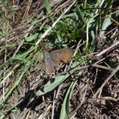 Jalmenus ictinus (Stencilled Hairstreak) at Duffy, ACT - 27 Jan 2024 by Miranda