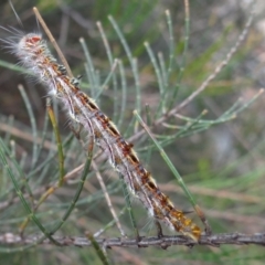 Lasiocampidae (family) immature (Lappet & Snout Moths) at ANBG - 31 Jan 2024 by Miranda